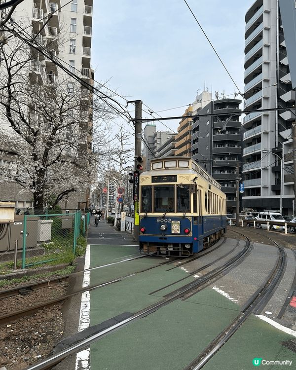 二線賞櫻好選擇，面影橋位於早稻田大學附近，可以坐都電荒川線輕...