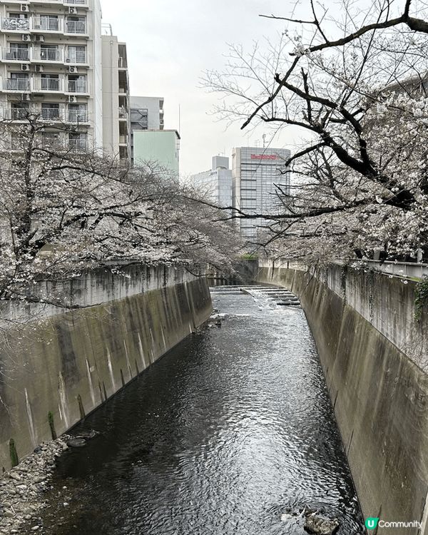 二線賞櫻好選擇，面影橋位於早稻田大學附近，可以坐都電荒川線輕...