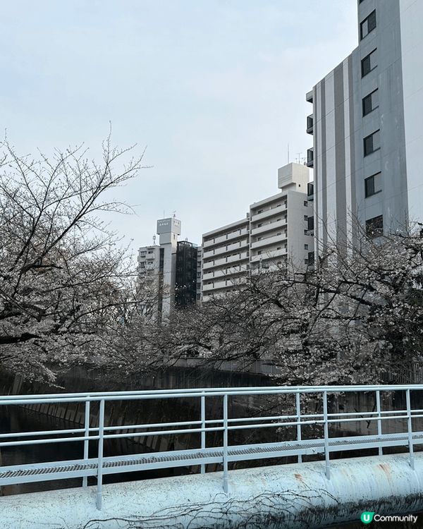 二線賞櫻好選擇，面影橋位於早稻田大學附近，可以坐都電荒川線輕...