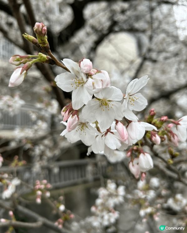 二線賞櫻好選擇，面影橋位於早稻田大學附近，可以坐都電荒川線輕...