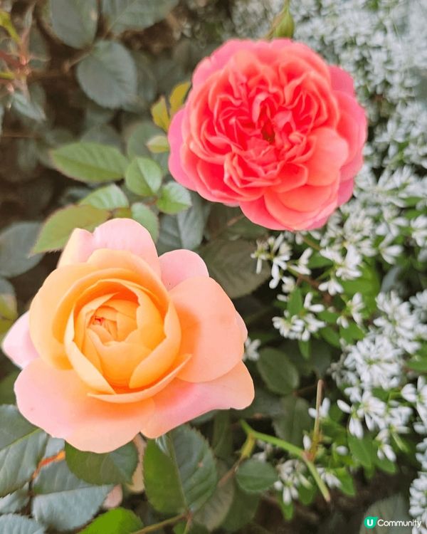 之前走咗去花卉展見到啲花都係好靚 又好呀影相結果自己喺嗰度打...