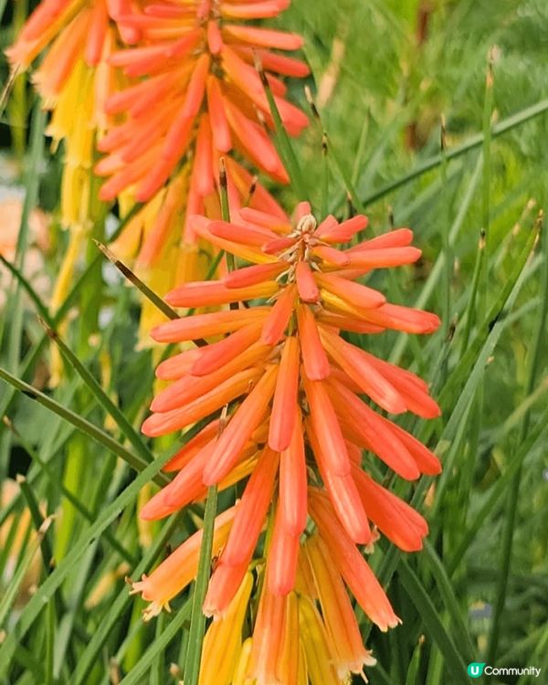 之前走咗去花卉展見到啲花都係好靚 又好呀影相結果自己喺嗰度打...