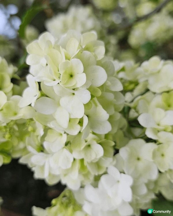 之前走咗去花卉展見到啲花都係好靚 又好呀影相結果自己喺嗰度打...