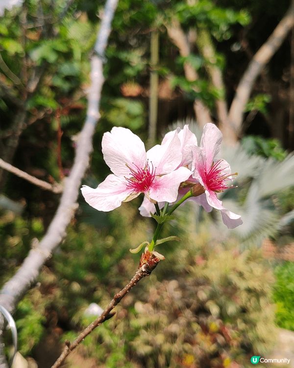 荃灣城門谷公園，城門谷泳池旁入口，左邊嘅玫瑰園，種植咗幾棵櫻...