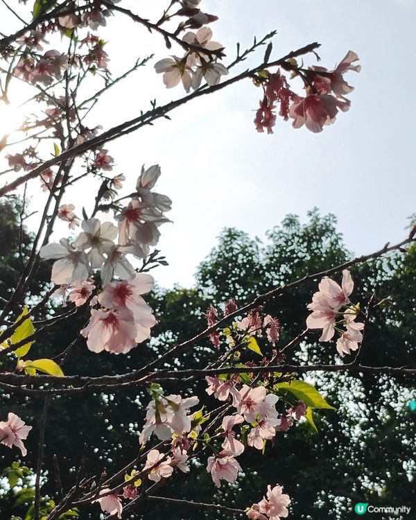 荃灣城門谷公園，城門谷泳池旁入口，左邊嘅玫瑰園，種植咗幾棵櫻...