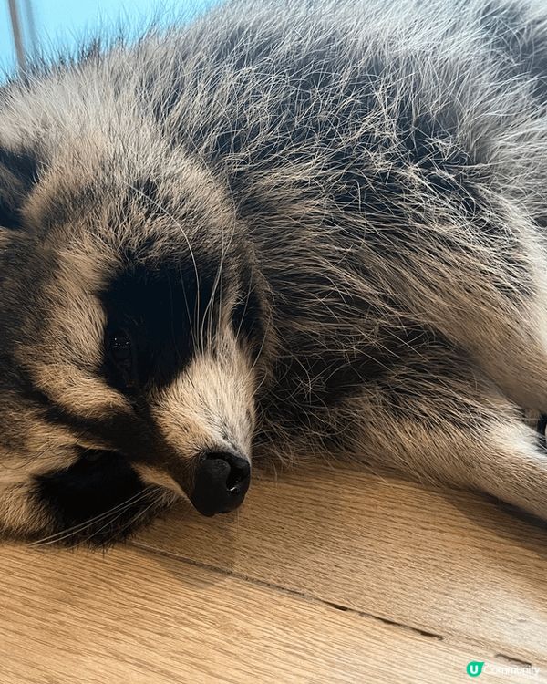 去曼谷玩，想搵啲特別嘢做？一定要去Little Zoo Ca...