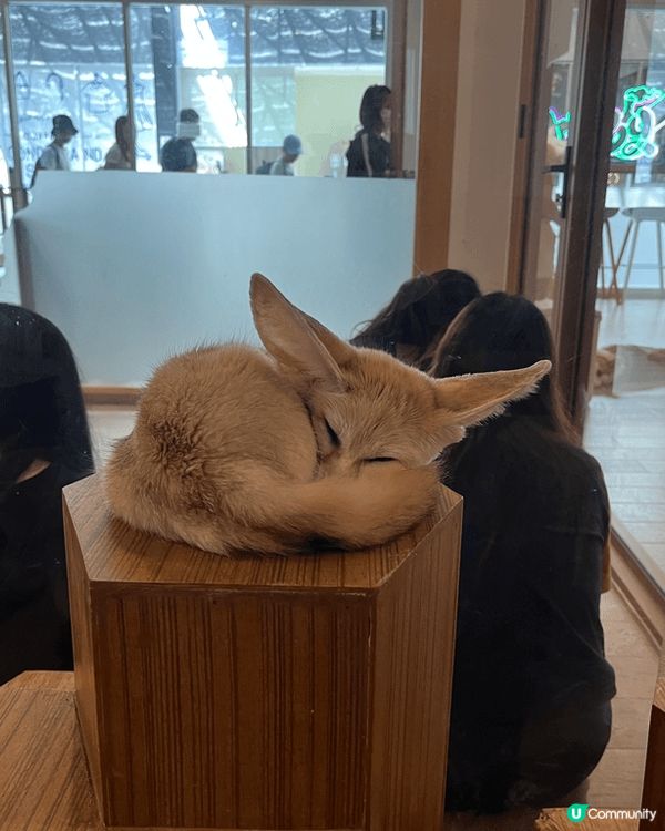 去曼谷玩，想搵啲特別嘢做？一定要去Little Zoo Ca...