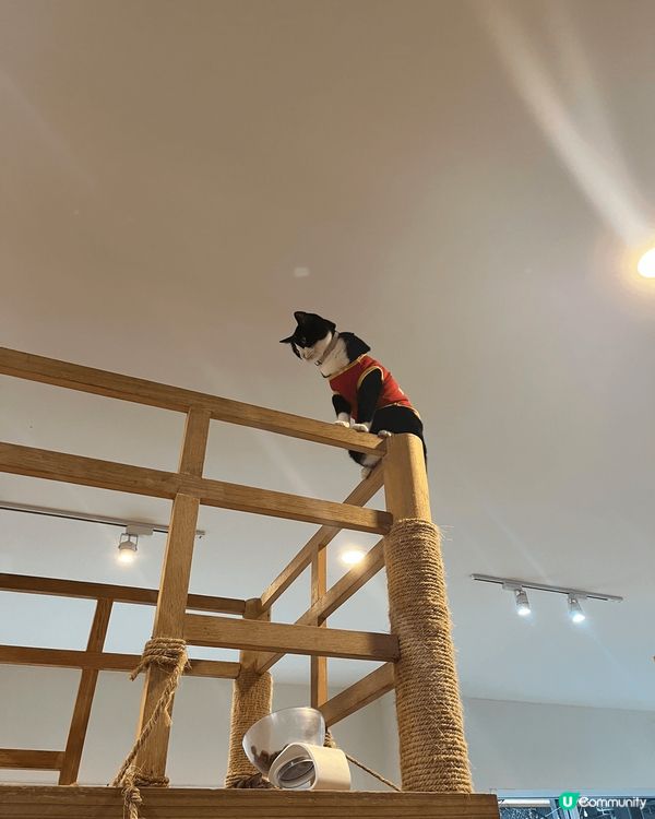 去曼谷玩，想搵啲特別嘢做？一定要去Little Zoo Ca...