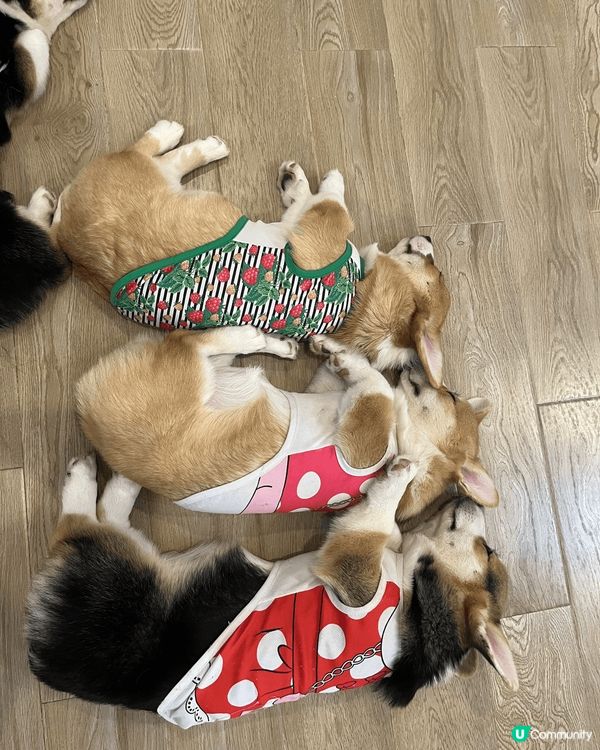 去曼谷玩，想搵啲特別嘢做？一定要去Little Zoo Ca...