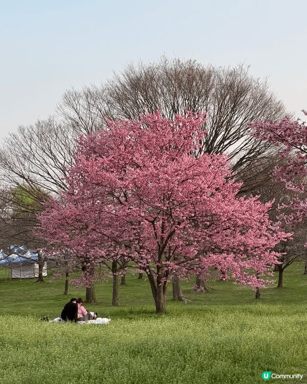 東京都足立區的舍人公園，種植了約1,000棵櫻花樹，每年的3...