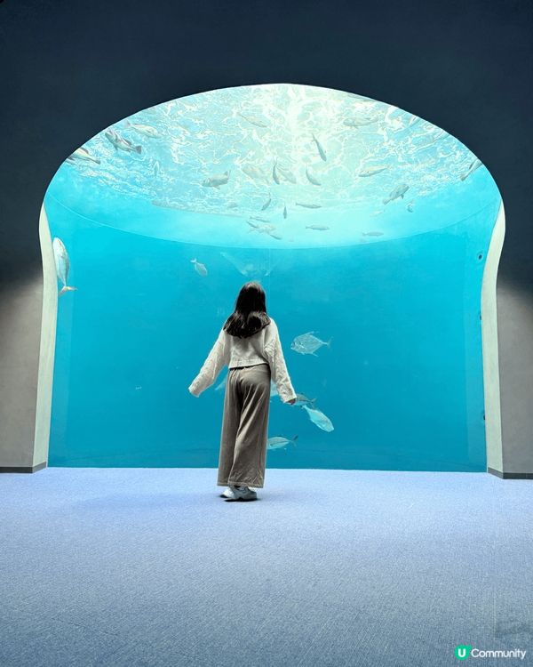 這是四國水族館內必到的絕美打卡位，一個框框裡就像置身於海洋中...