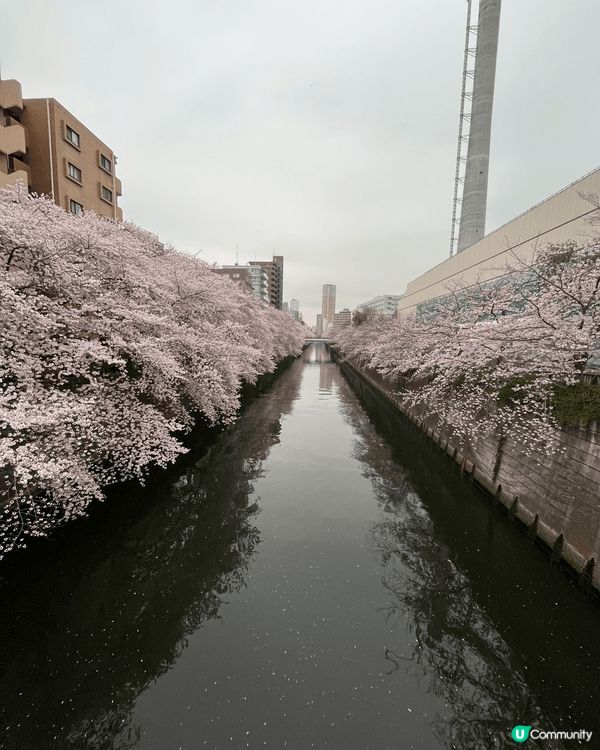 日本東京的目黑川櫻花，非常有春天的感覺。晚上也會有點燈讓大家...