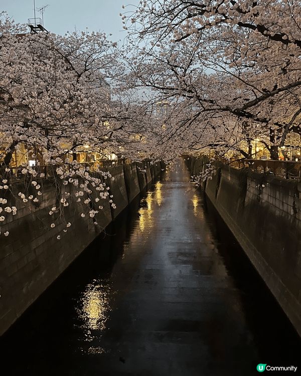 日本東京的目黑川櫻花，非常有春天的感覺。晚上也會有點燈讓大家...