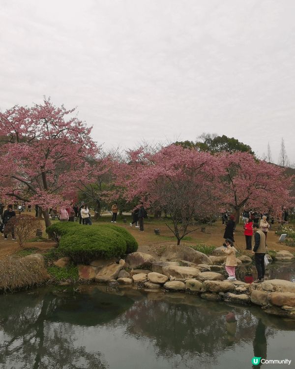 無錫之旅：真的很喜歡太湖，想自己坐在湖邊沉澱休息；很喜歡桃花...