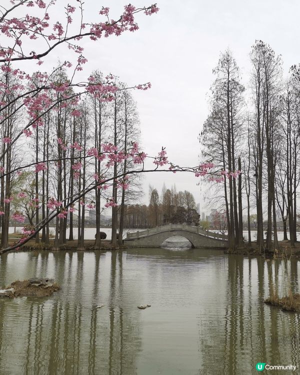 無錫之旅：真的很喜歡太湖，想自己坐在湖邊沉澱休息；很喜歡桃花...