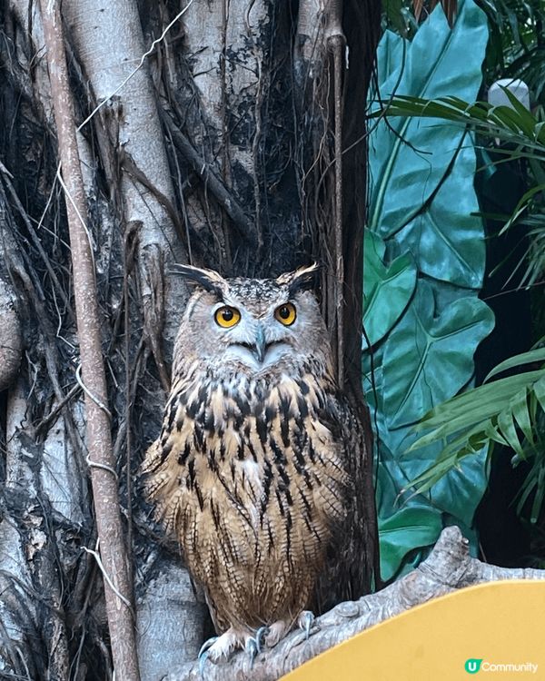 十分推薦去廣州長隆野生動物園，入邊可以近距離看到各種動物，而...