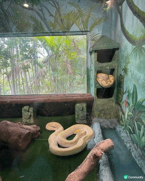 清遠長隆森林王國只係開左3個月，真係好值得去一次，酒店設備齊...