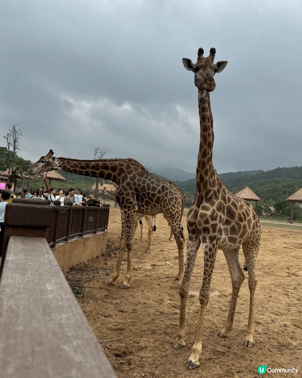 清遠長隆森林王國只係開左3個月，真係好值得去一次，酒店設備齊...