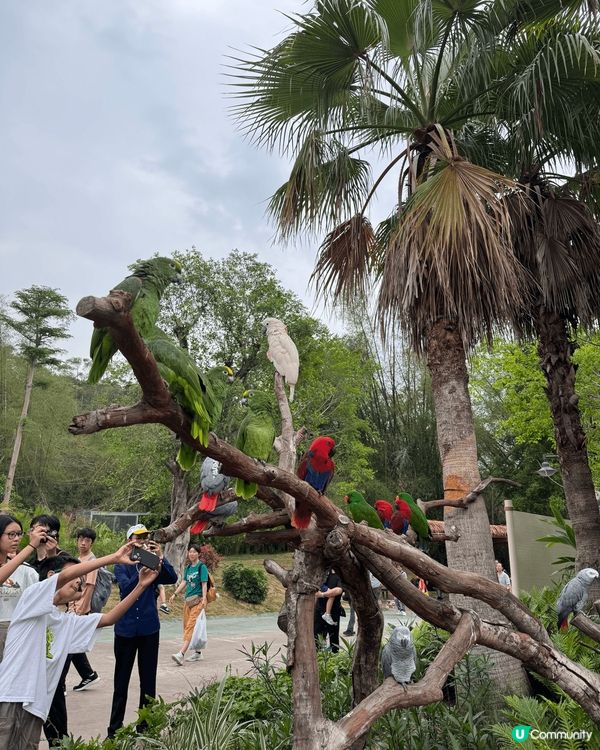 清遠長隆森林王國只係開左3個月，真係好值得去一次，酒店設備齊...