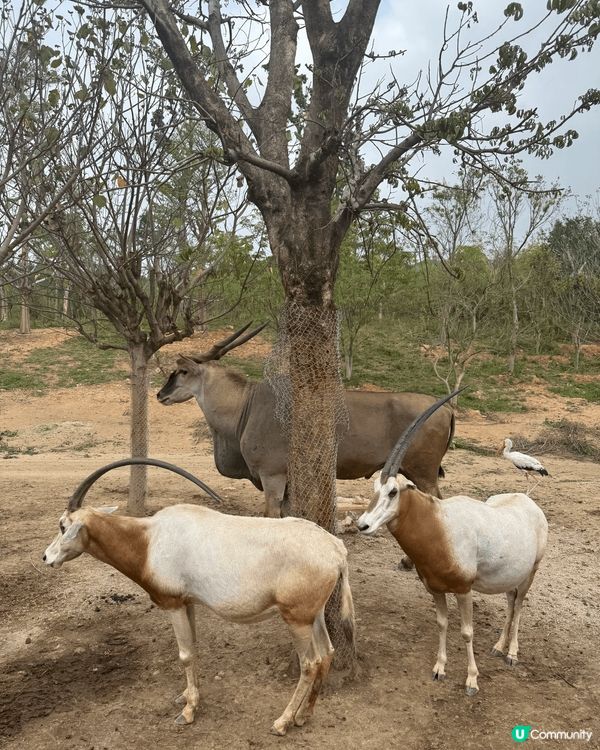 清遠長隆森林王國只係開左3個月，真係好值得去一次，酒店設備齊...