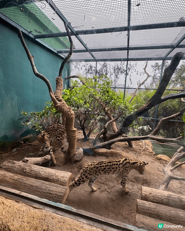 清遠長隆森林王國只係開左3個月，真係好值得去一次，酒店設備齊...