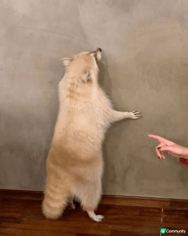 最近去首爾旅行，其中一站係去狗狗同狸貓Cafe，可以喺餐廳食...