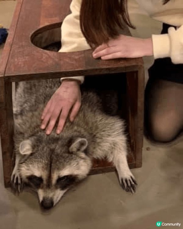 最近去首爾旅行，其中一站係去狗狗同狸貓Cafe，可以喺餐廳食...