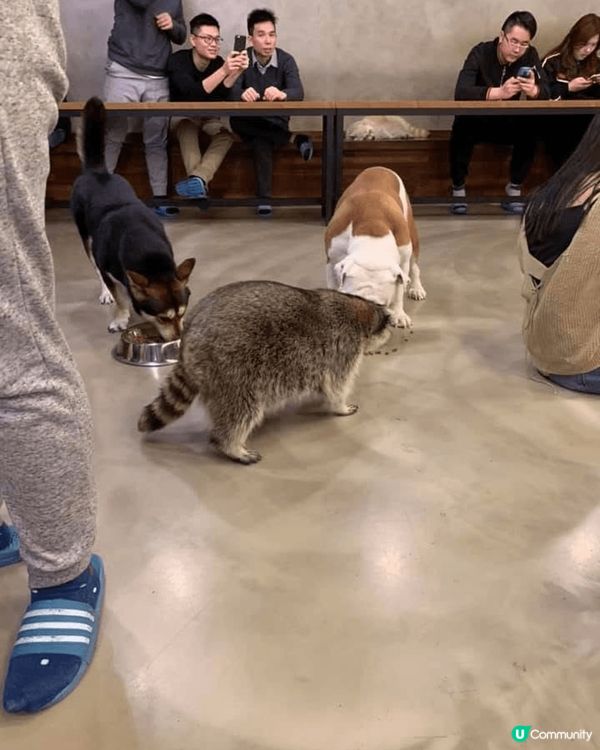 最近去首爾旅行，其中一站係去狗狗同狸貓Cafe，可以喺餐廳食...