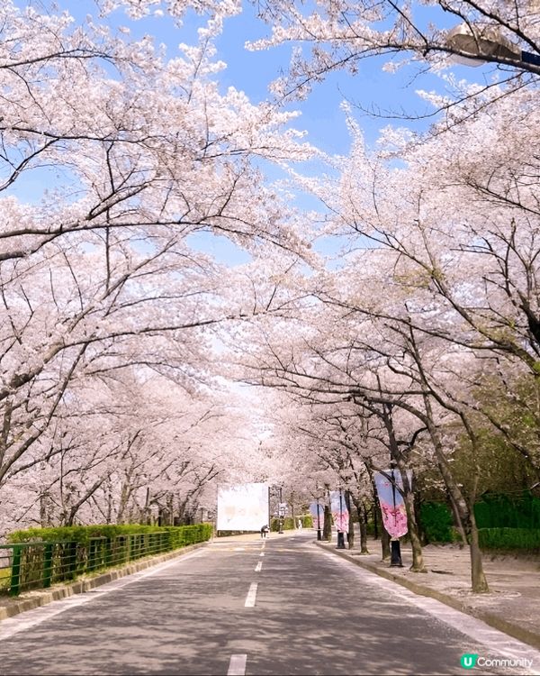 櫻花季當然要出走去賞櫻啦！大邱E-World櫻花盛開美景，係...