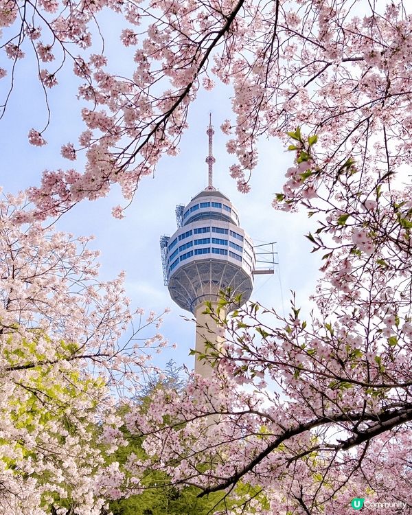 櫻花季當然要出走去賞櫻啦！大邱E-World櫻花盛開美景，係...