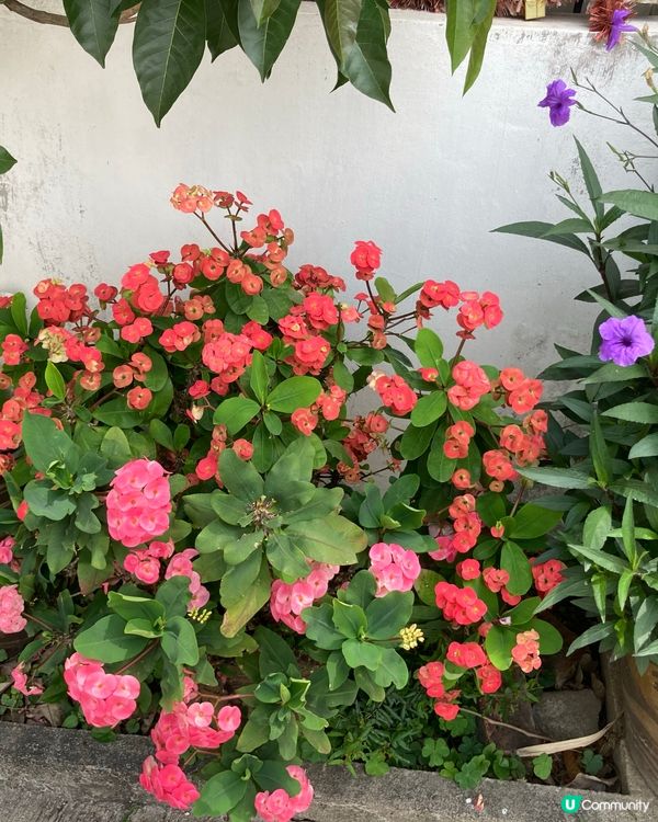 元朗小店滋味😋  $30 抵食午餐