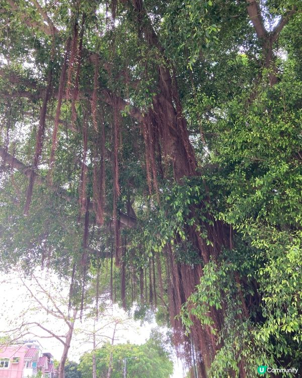 元朗小店滋味😋  $30 抵食午餐