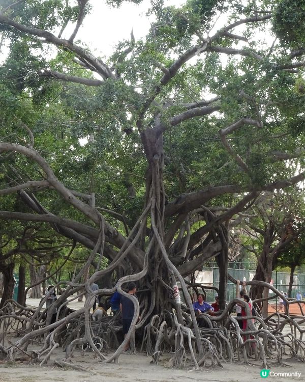 發現台南的美 食玩睇齊曬❤️👀