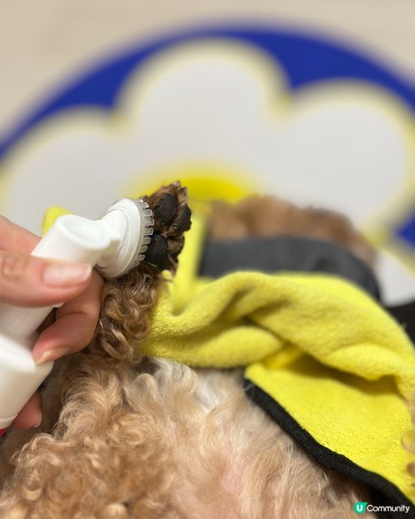 🐶🍉:今次仲試用埋 Aqua Protech嘅Pet Pet...