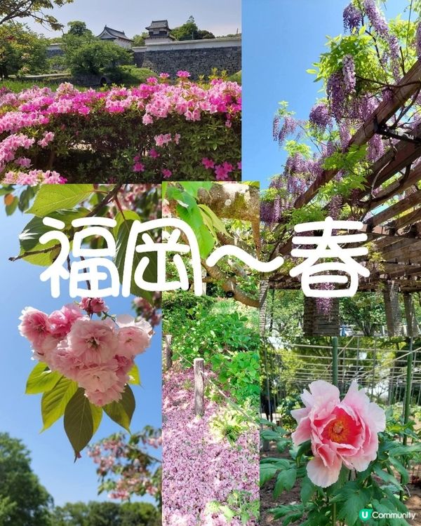 福岡舞鶴公園🌸杜鵑花盛開！