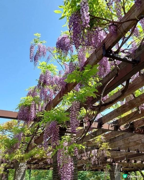 福岡舞鶴公園🌸杜鵑花盛開！