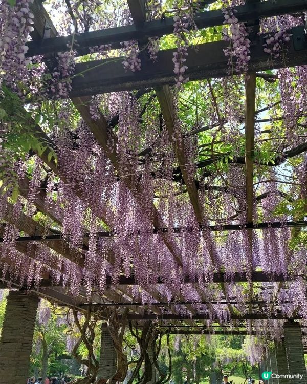 福岡舞鶴公園🌸杜鵑花盛開！