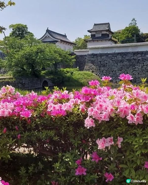 福岡舞鶴公園🌸杜鵑花盛開！