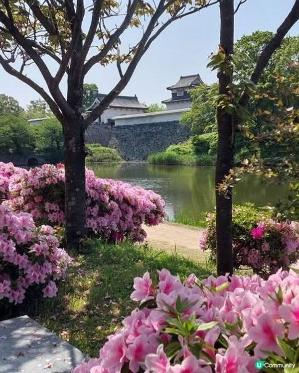福岡舞鶴公園🌸杜鵑花盛開！