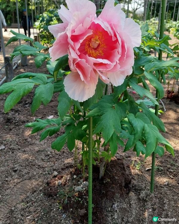 福岡舞鶴公園🌸杜鵑花盛開！