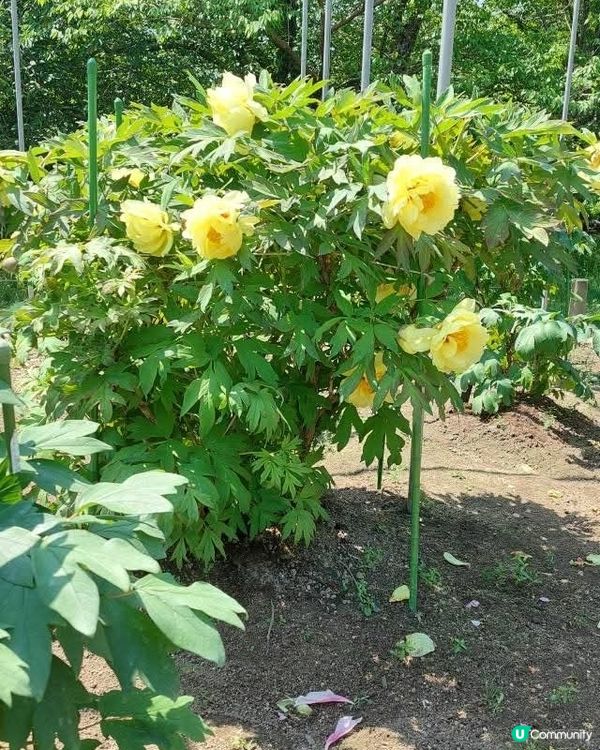 福岡舞鶴公園🌸杜鵑花盛開！