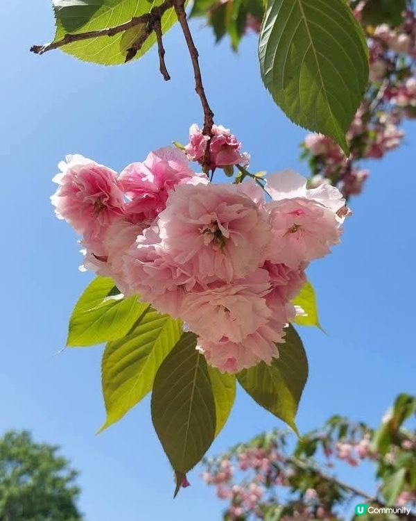 福岡舞鶴公園🌸杜鵑花盛開！