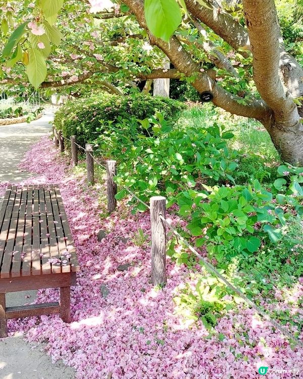 福岡舞鶴公園🌸杜鵑花盛開！