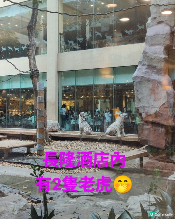 老虎出沒注意之廣州長隆3日之旅