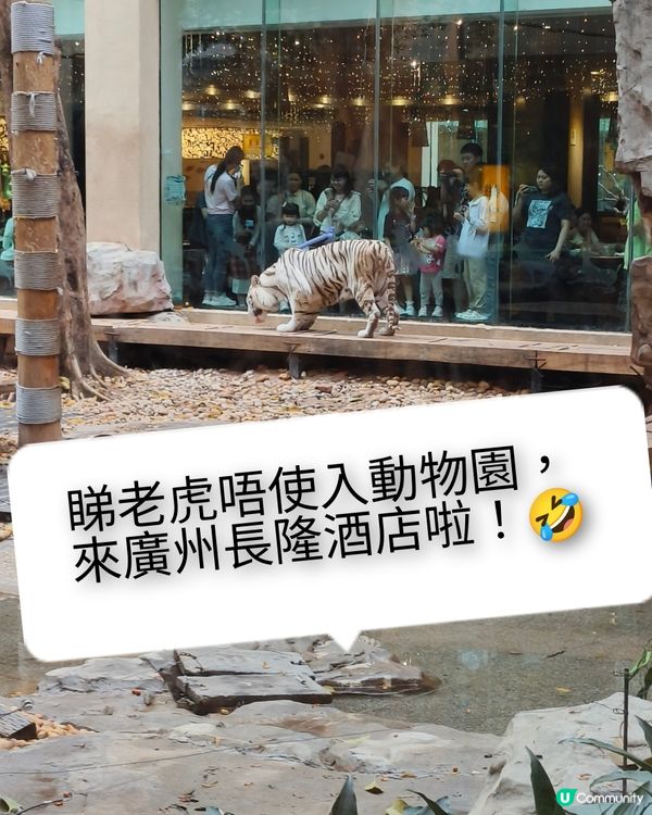 老虎出沒注意之廣州長隆3日之旅