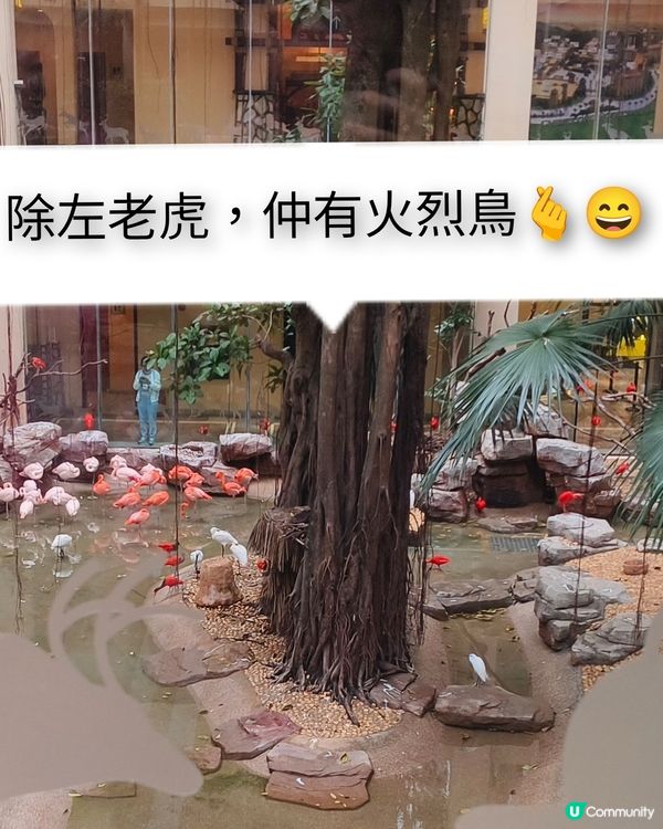 老虎出沒注意之廣州長隆3日之旅