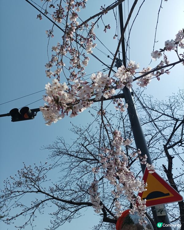 🇰🇷韓國櫻花迷必去！汝矣島櫻花街道超震撼