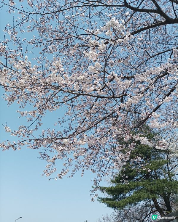 🇰🇷韓國櫻花迷必去！汝矣島櫻花街道超震撼