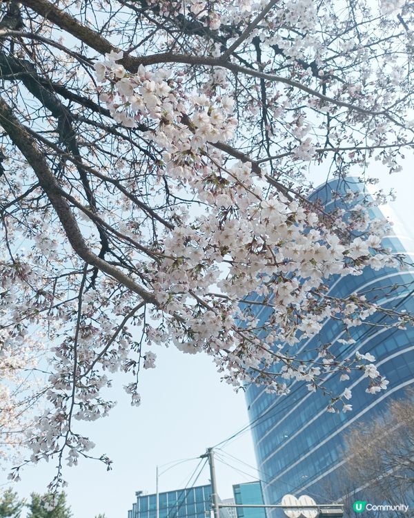 🇰🇷韓國櫻花迷必去！汝矣島櫻花街道超震撼