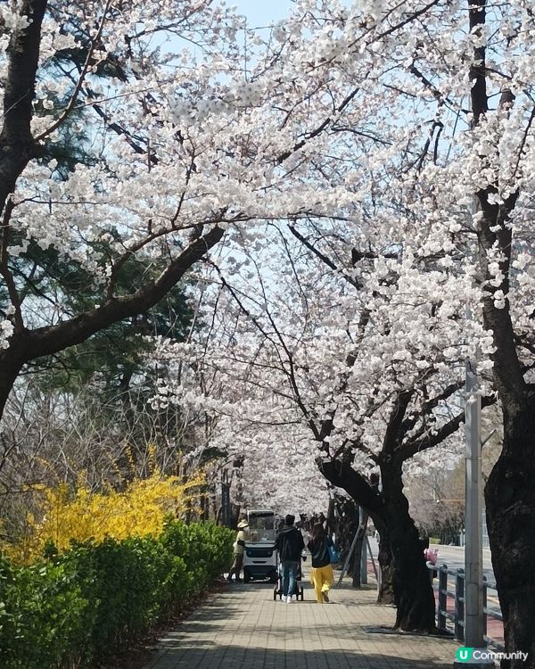 🇰🇷韓國櫻花迷必去！汝矣島櫻花街道超震撼